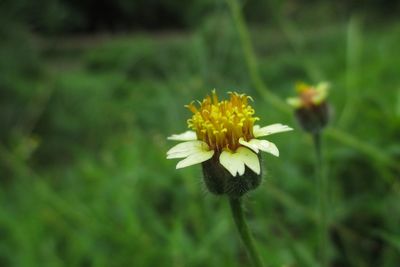 Close-up of yellow flowering plant on field