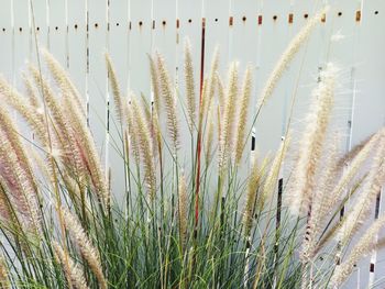 Close-up of reed grass growing on field against sky