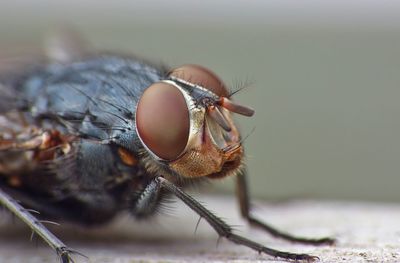 Close-up of fly