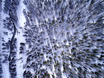 Full frame shot of frozen plants during winter