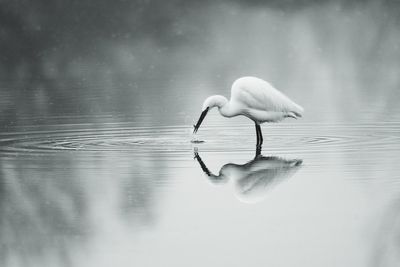 Little egret foraging in lake