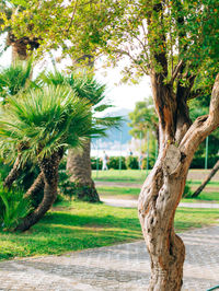 Trees growing in park