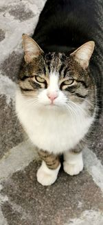 High angle portrait of cat relaxing on floor