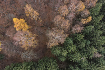 High angle view of trees in forest