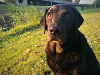 Close-up portrait of black dog on field