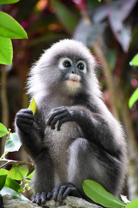 Close-up portrait of monkey