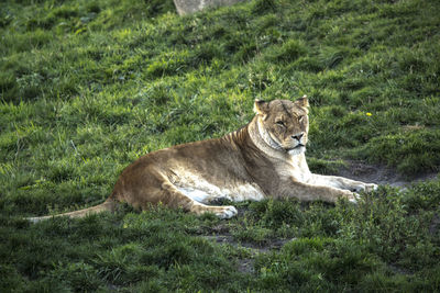 Cat relaxing on grass