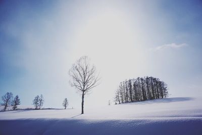 Bare trees on landscape against clear sky