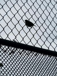 Close-up of chainlink fence