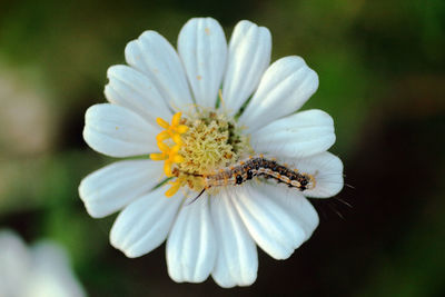 Close-up of insect on white flower