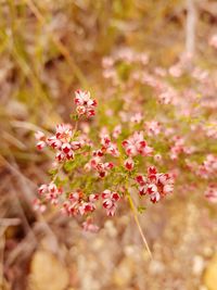 Close-up of pink flowers blooming outdoors