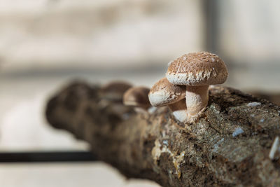 Shitake mushrooms being grown on special log under control environment, hokkaido, japan