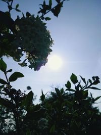 Low angle view of tree against sky