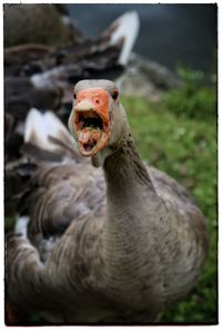 Close-up of greylag goose honking