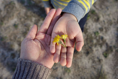 High angle view of cropped hands with flowers