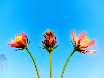 Close-up of flowering plant against blue sky