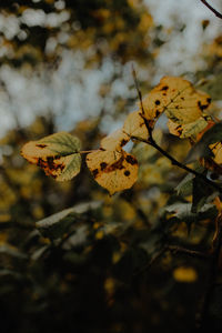 Close-up of autumnal leaves against blurred background