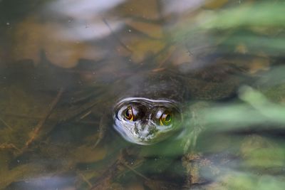 Close-up of turtle swimming in lake