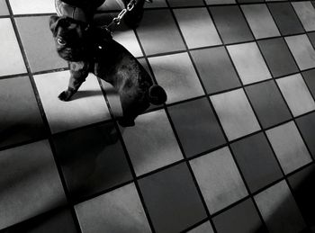 Dog standing on tiled floor