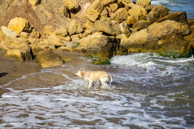 Side view of a sheep in water