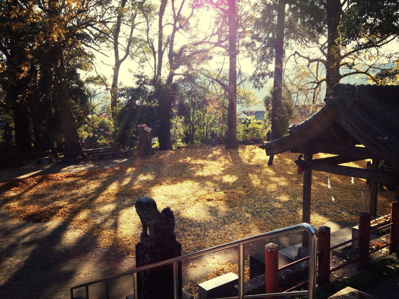 tree, animal themes, one animal, mammal, silhouette, pets, sunlight, built structure, sitting, domestic animals, shadow, relaxation, no people, nature, statue, architecture, outdoors, domestic cat, day, tree trunk