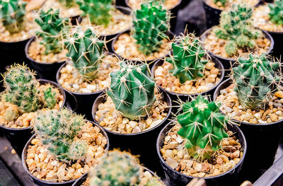 High angle view of potted plants