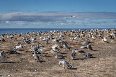 Seagulls flying over sea against sky