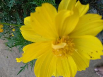 Close-up of yellow flower