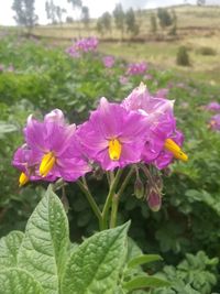 Close-up of flowers blooming outdoors