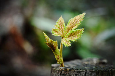 Close-up of autumnal leaves