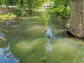 High angle view of ducks swimming in lake