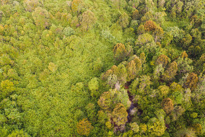 High angle view of trees in forest