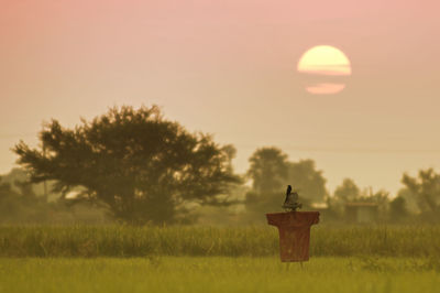 Scenic view of field against sky during sunset