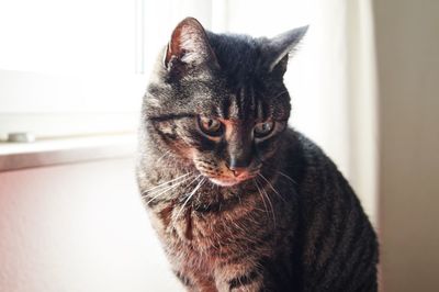 Close-up portrait of cat