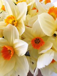 Close-up of yellow flowers