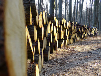 Row of wooden posts in row