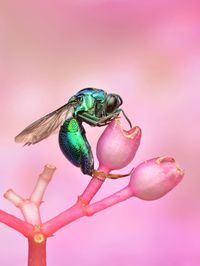 Close-up of carpenter bee over pink background