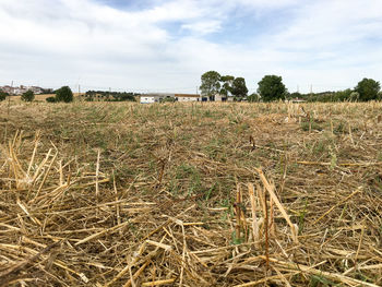 View of wheat field against cloudy sky