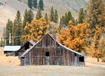 View of trees in forest during autumn