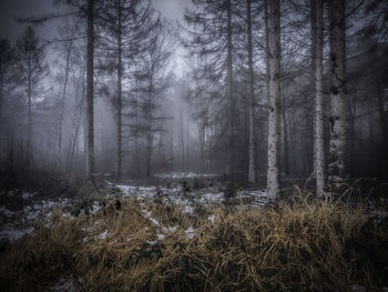 Trees in forest during foggy weather