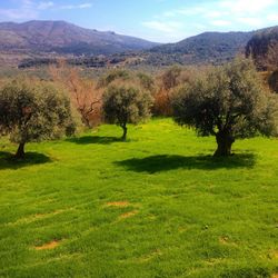 Scenic view of grassy field