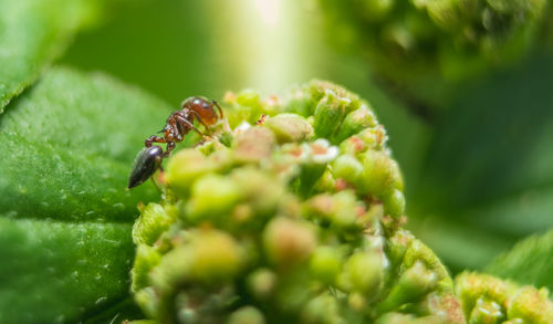 Close-up of insect on plant