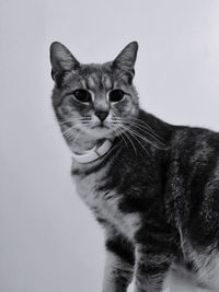 Portrait of a cat against white background