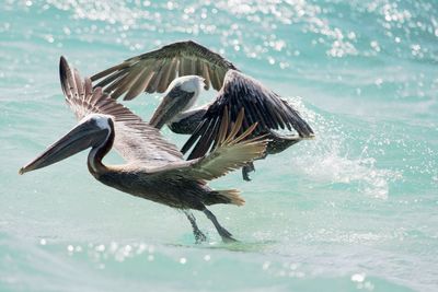 Pelicans flying over sea