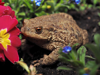 Close-up of lizard on flower