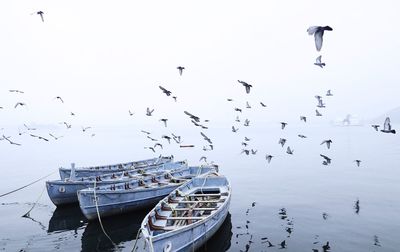 Seagulls flying over sea against sky