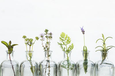 Panoramic shot of flower vase against white background