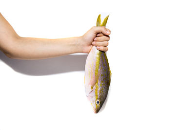 Close-up of hand holding fish against white background