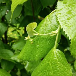 Close-up of insect on leaves