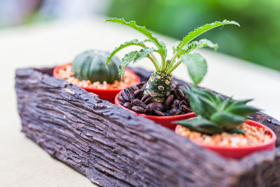 Close-up of vegetables on table